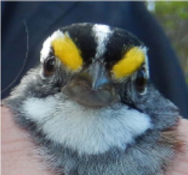 Weisskehlammer (Zonotrichia albicollis), sehr männlich