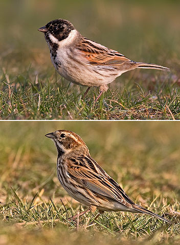 Rohrspatz (Emberiza schoeniclus)